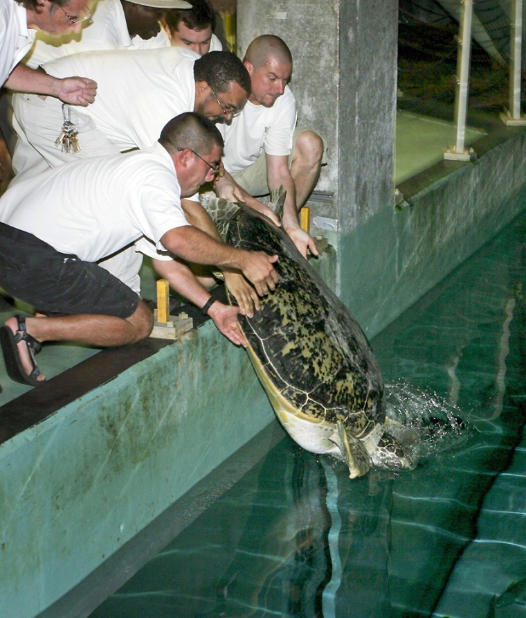 Handlers return a green sea turtle to his home tank in the Aquarium of the Americas in New Orleans