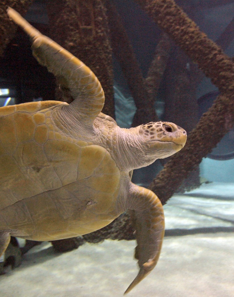 A green sea turtle swims in his tank in the Aquarium of the Americas in New Orleans