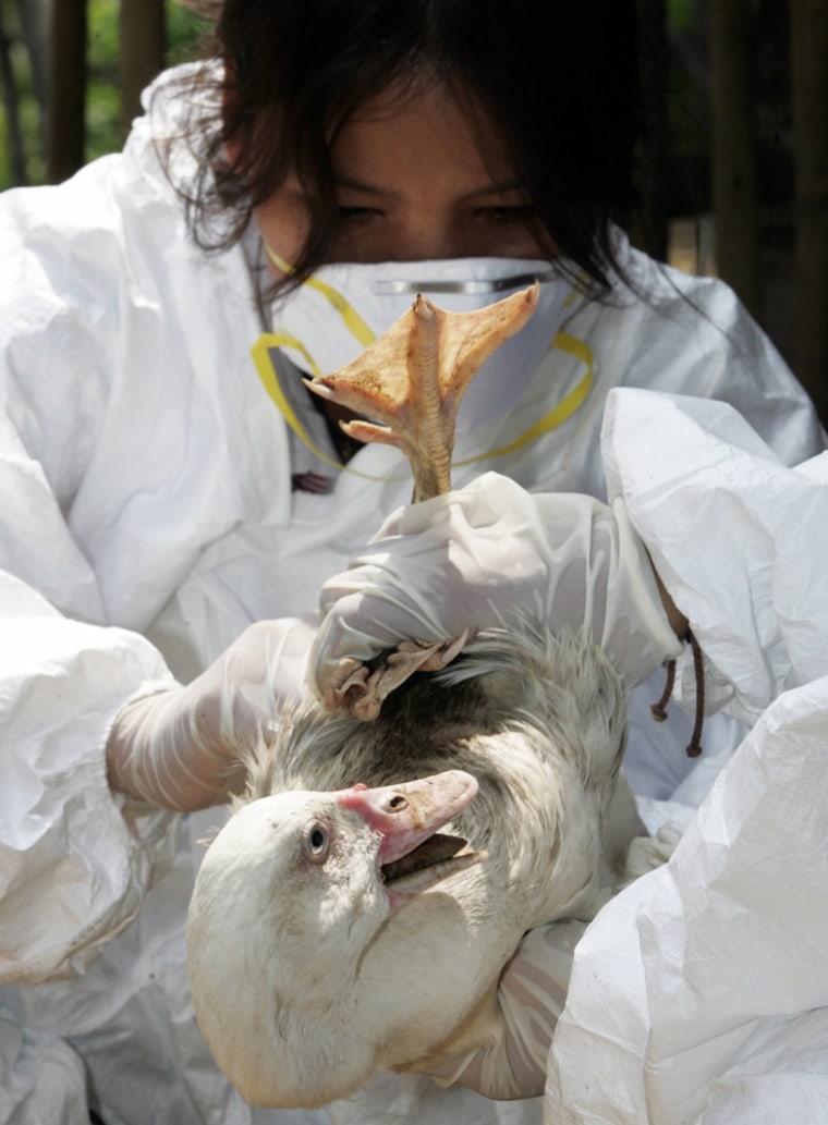 A Thai livestock official tests a duck a
