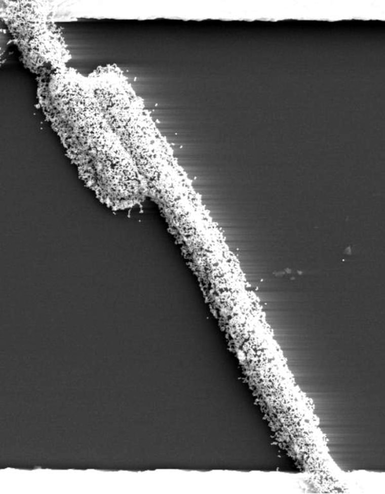 Gold-plated bacteria in the middle of this photomicrograph serve as an electronic bridge between two electrodes on a humidity sensor. The electrodes are the horizontal white bars at the top and bottom of the image.