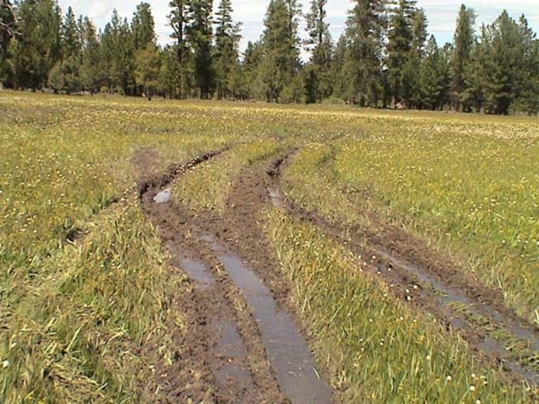 This prairie in Oregon's Ochoco National Forest was torn up by unauthorized motor use that would be banned under a new U.S. Forest Service regulation.