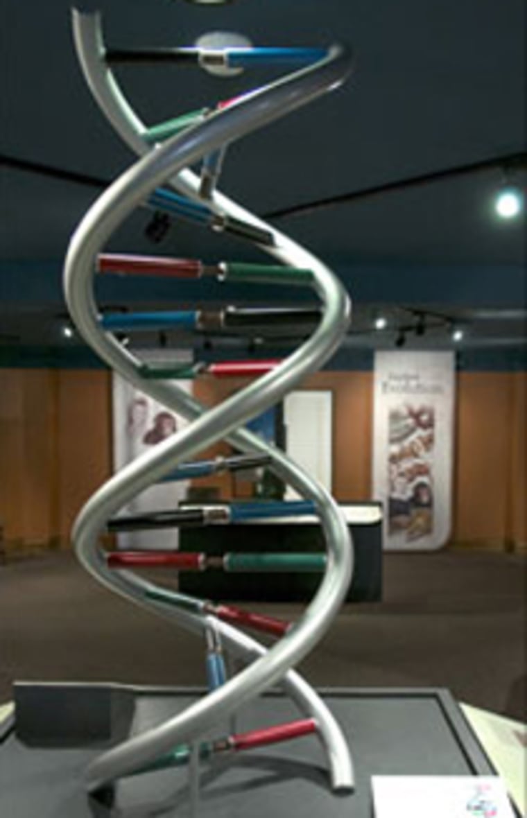 A 4-foot-tall double helix model helps explain the structure of DNA at the "Explore Evolution" museum exhibit.