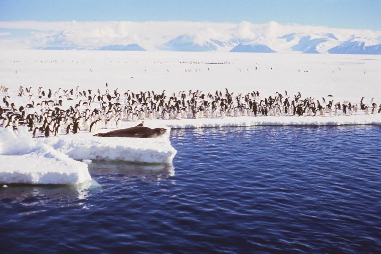 Leopard seal basks in the Antarctic sun, surrounded by Adélie penguins.