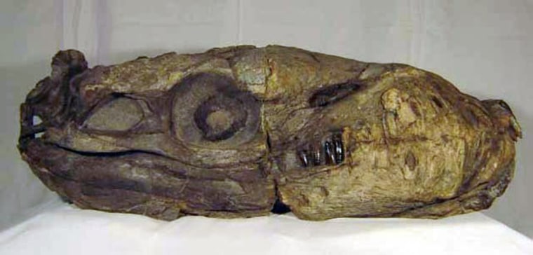 The fossilized skull of Dakosaurus andiniensis measures approximately 2.5 feet long.