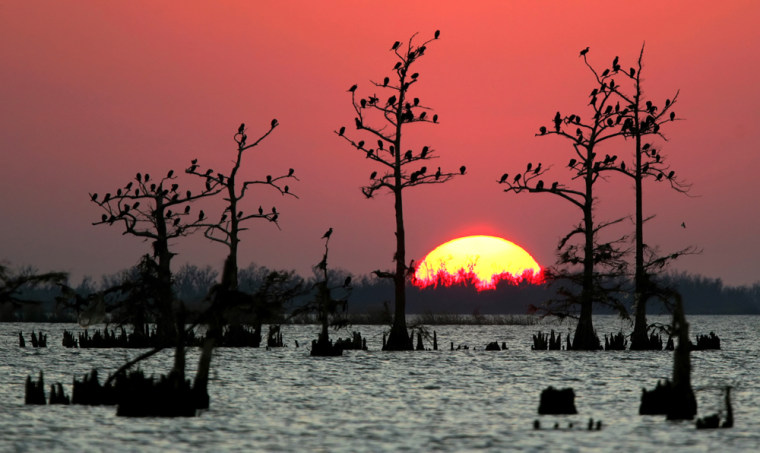 VENICE MARSH