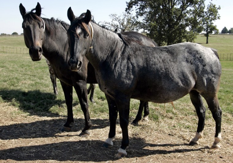 Pregnant mares roam a pasture at Royal Vista Southwest, in Purcell, Okla., where cloned embryos are implanted to produce performance horses.
