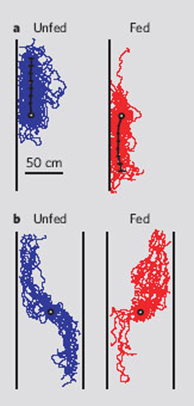a) Experiment with a single black wall. b) Experiment with two black walls. The path taken by unfed ants are shown in blue while that of fed ants are shown in red.