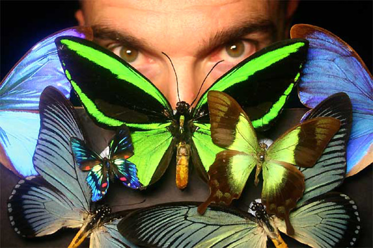 Researcher Peter Vukusic with butterflies that use photonic nanostructures similar to how LEDs work.