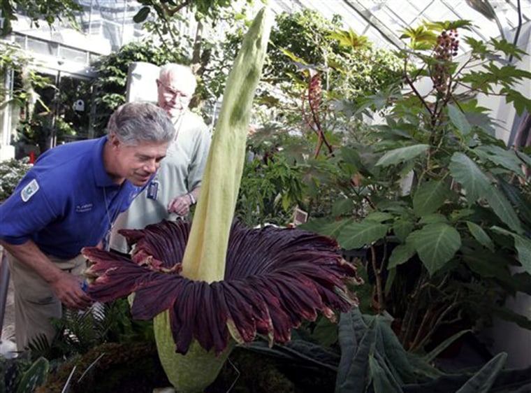 Ronnie Zweig, left, a volunteer at the U.S. Botanic Gardens Conservatory, takes a closer look at a titan arum on Sunday as curator Dan Nicolson tells visitors about the plant, a native of Sumatra commonly called the "Corpse Flower."
