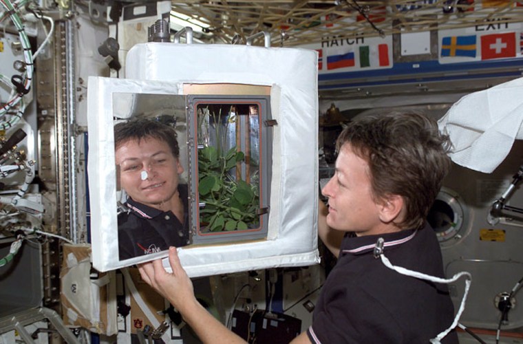 NASA astronaut Peggy Whitson checks soybean plants growing on the international space station during a 2002 experiment. Future space travelers will have to depend on such extraterrestrial crops for food, NASA says.