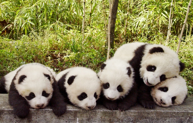 Giant panda cubs bask in Wolong