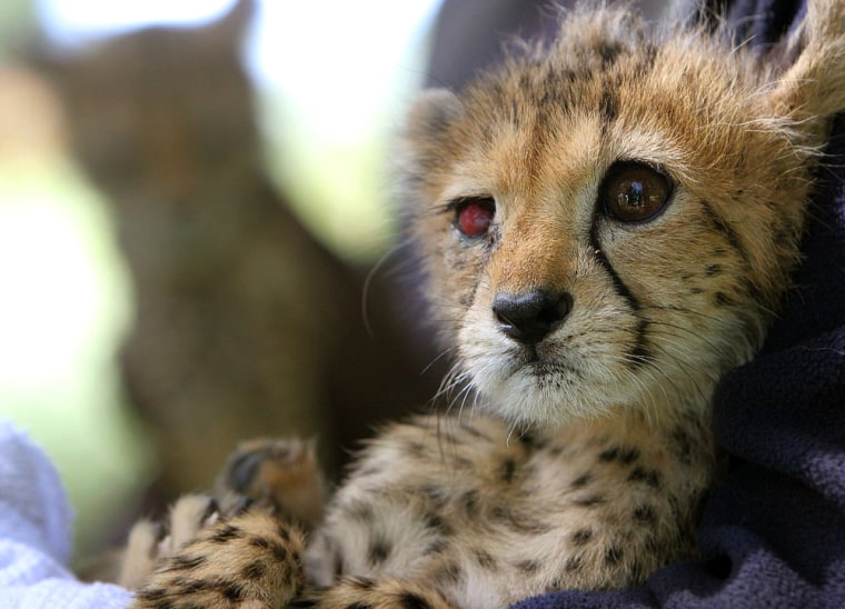 Patch, a baby cheetah rescued by U.S. soldiers, rests as her brother watches in the background at Ethiopia's National Palace in Addis Ababa on Tuesday.