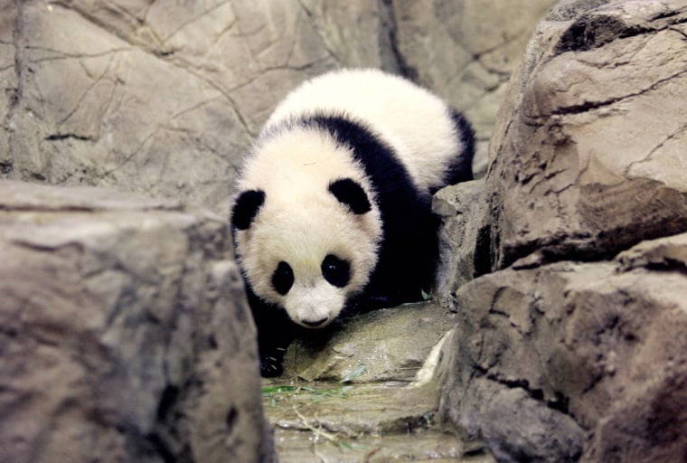 Giant panda cub Tai Shan climbs rocks in his indoor enclosure at National Zoo in Washington