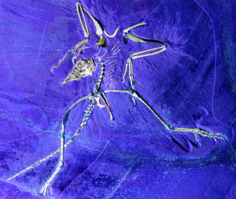 An ultraviolet-induced fluorescence photograph of the new Archaeopteryx speciment shows its preserved bone substance, including feet that are turned like a dinosaur's.