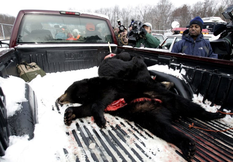 El Salto man shoots bear suspected of sheep killings, Animals in the News