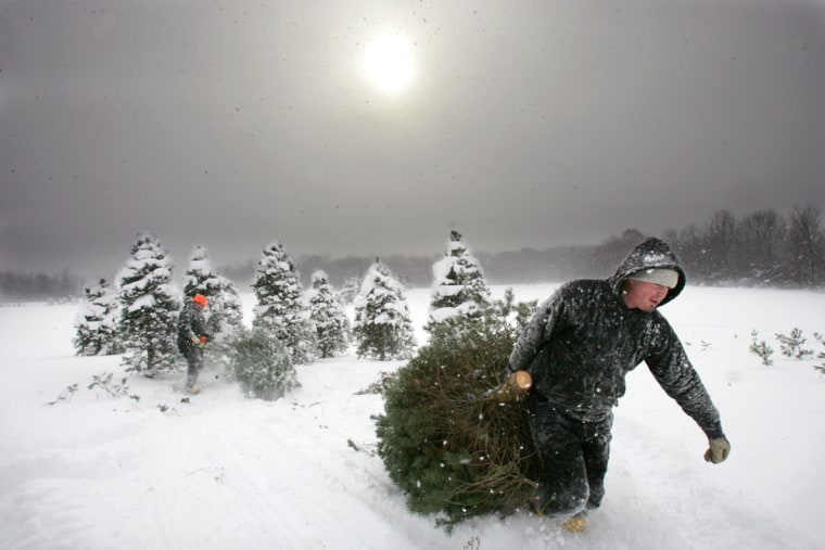 Chad Anderson drags a Scotch pine freshly cut by his father Scott, left. Taller Christmas trees are in demand this holiday season, tree sellers say.