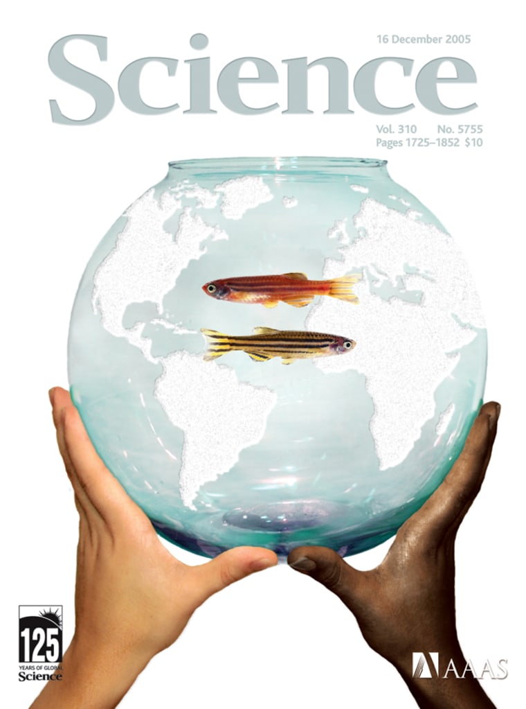 The cellular changes of lightly pigmented golden zebrafish show a striking resemblance to those of lighter skinned humans. The zebrafish pigment gene SLC24A5 is functionally conserved across evolution; a single base change in its parallel human gene may play a role in pigment variation in human populations.