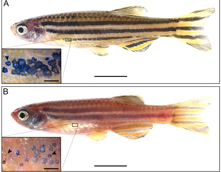 The wild-type zebrafish above has darker stripes than the \"golden\" zebrafish below. The insets show that the \"golden\" zebrafish has fewer, smaller and less dense pigment-filled compartments called melanosomes than the wild-type zebrafish.