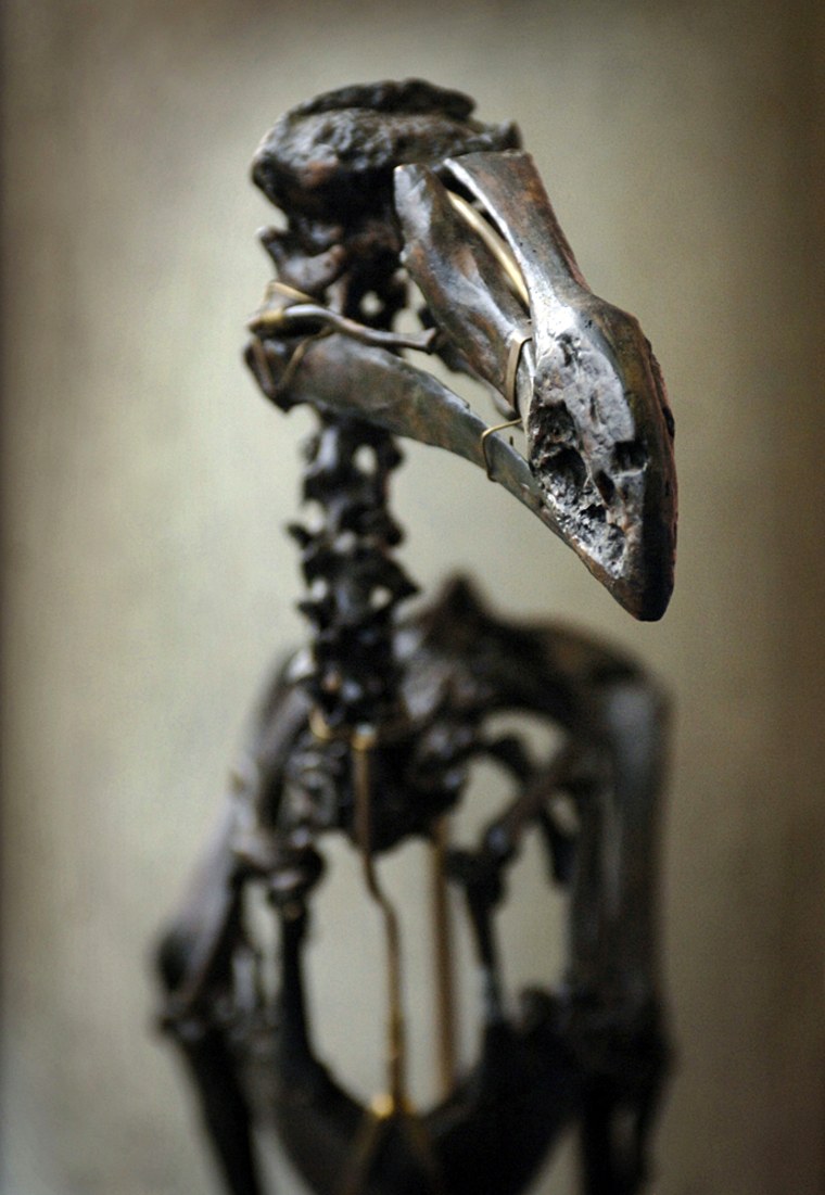 A replica of a Dodo skeleton at the Naturalis Museum in Leiden, the Netherlands, Friday, Dec, 23, 2005. Last October 28, a Dutch-Mauritian research team discovered Dodo remains on the southeastern part of Mauritius, the material's age is estimated at 2000 to 3000 years. (AP Photo / Taco van der Eb)