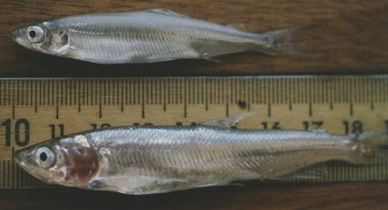 The delta smelt (top) and longfin smelt are small in size but seen as a key indicator of the Sacramento Delta's overall health.