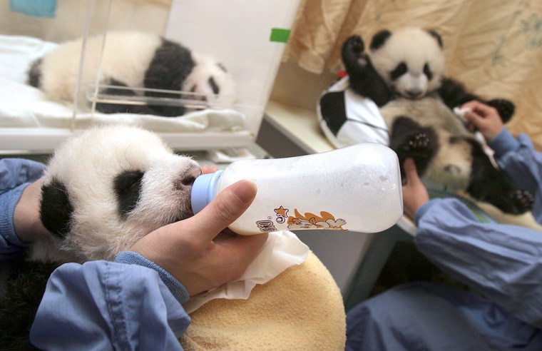 Panda Cubs At The China Wolong Giant Panda Protection and Research Center