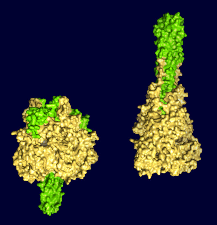 This image shows the structural changes in the F protein that enable viral infection of cells. The F protein exists in two states: one on the virus surface before infection (prefusion, at left) and one after infection (postfusion, at right). The parts of the F protein shown in green on the prefusion form rearrange themselves and come together into a harpoonlike rod at the top of the postfusion form.