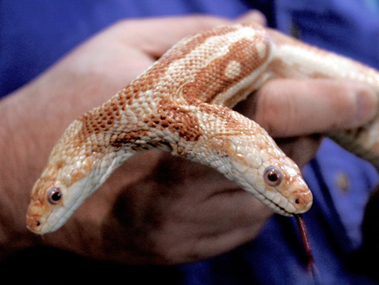 Leonard Sonnenschein, president of the World Aquarium in St. Louis, holds We, a two-headed albino rat snake, Monday, Jan. 2, 2006. Sonnenschein has decided to sell the reptile, and bidding on e-Bay will start at $150,000. The 6-year-old snake came to the aquarium's attention when its previous owner distributed a circular offering it for sale days after its birth. The aquarium paid $15,000, knowing full well that most two-headed snakes don't live more than a few months. (AP Photo/James A. Finley)