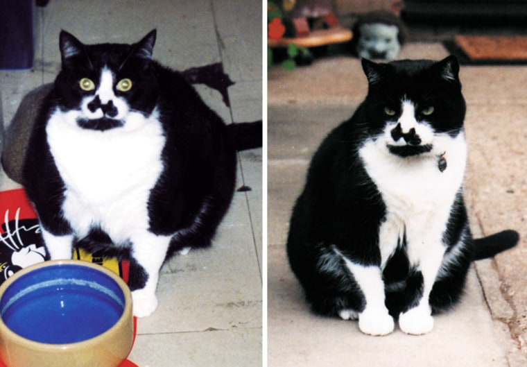 Combination of two undated handout photographs shows Mischief the cat before and after losing weight