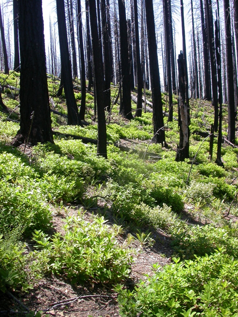 New vegetation has taken root in this burned stand from Oregon's Biscuit Fire.