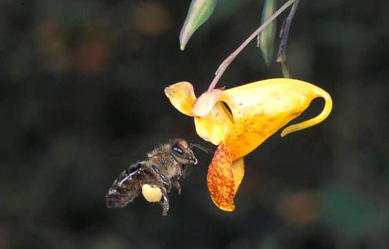 Honeybees use a high-frequency, short-amplitude wing stroke to stay afloat. Researchers used real bees as well as robotic wing machines to figure out the aerodynamics.
