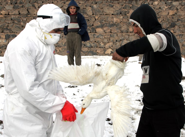 A local resident and a Turkish Agriculture Ministry employee collect poultry for culling in a village near the eastern Turkish town of Dogubayazit on Wednesday.