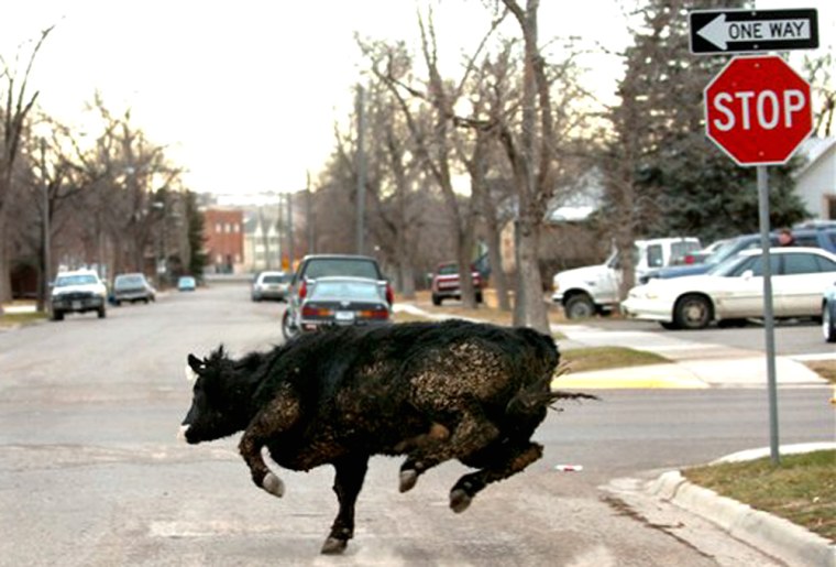 Molly the cow makes a dash onto 8th Avenue South in Great Falls, Mont., while running from law enforcement officers on Thursday.