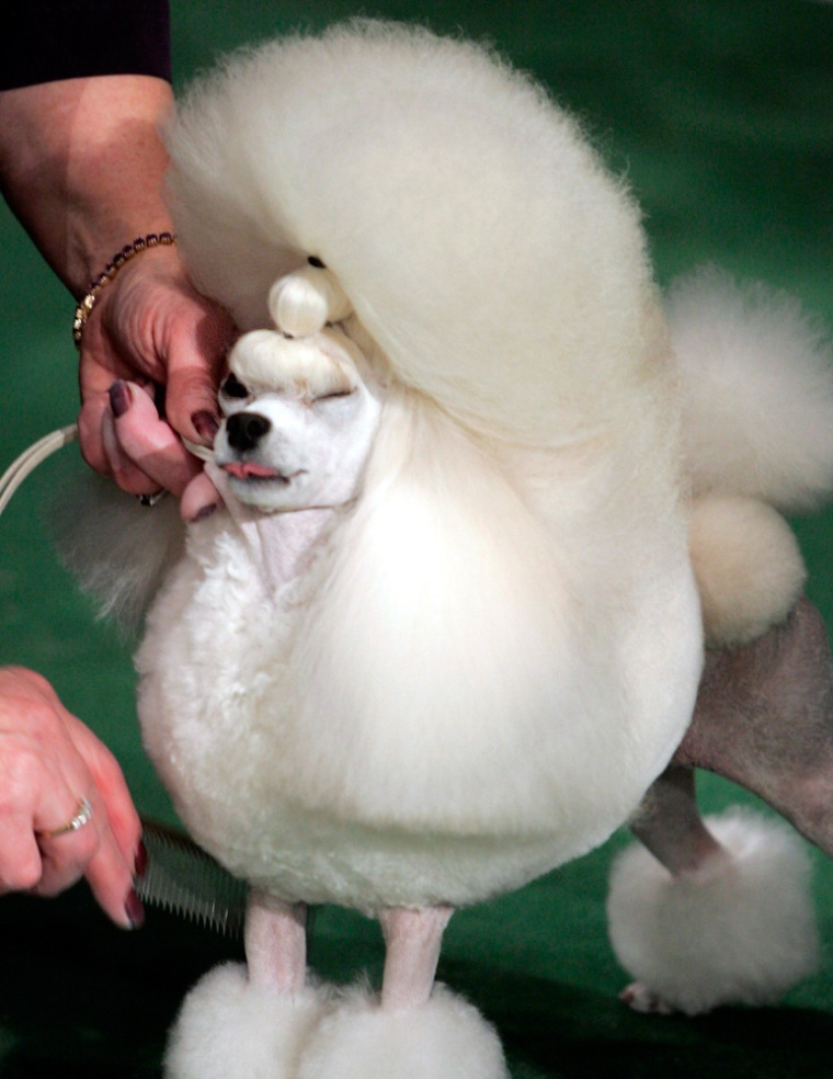 Toy Poodle suffers last minute grooming before judging in Westminster Kennnel Club show