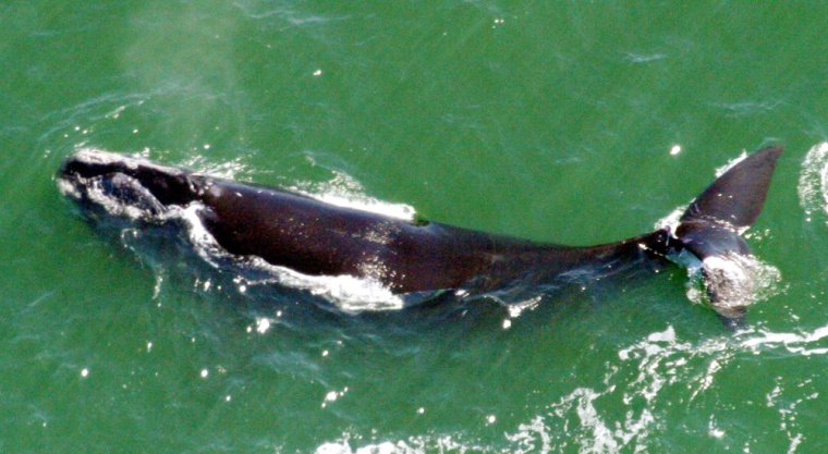 RIGHT WHALE