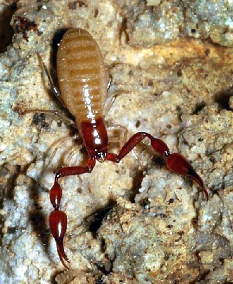 This pseudo-scorpion was found in a cave in Sequoia National Park and has been identified as a new species of invertebrate.