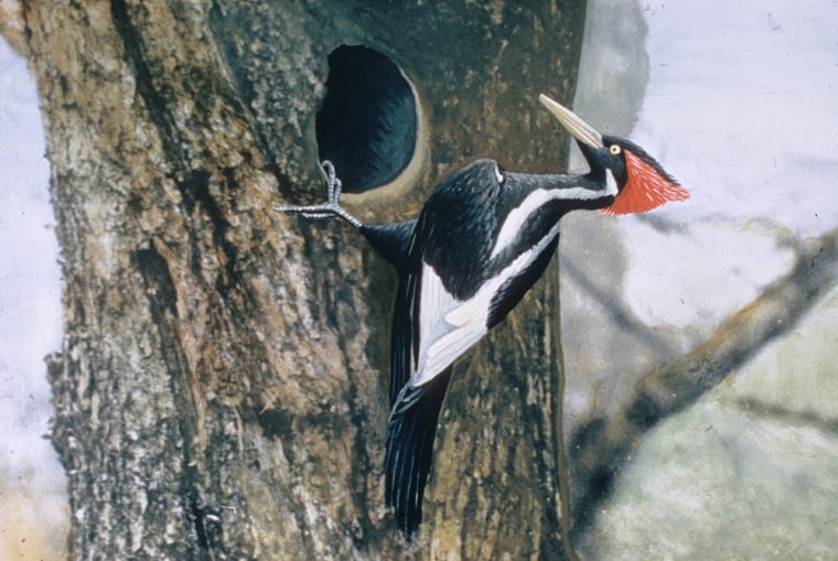 Colorized digital image of ivory-billed woodpecker
