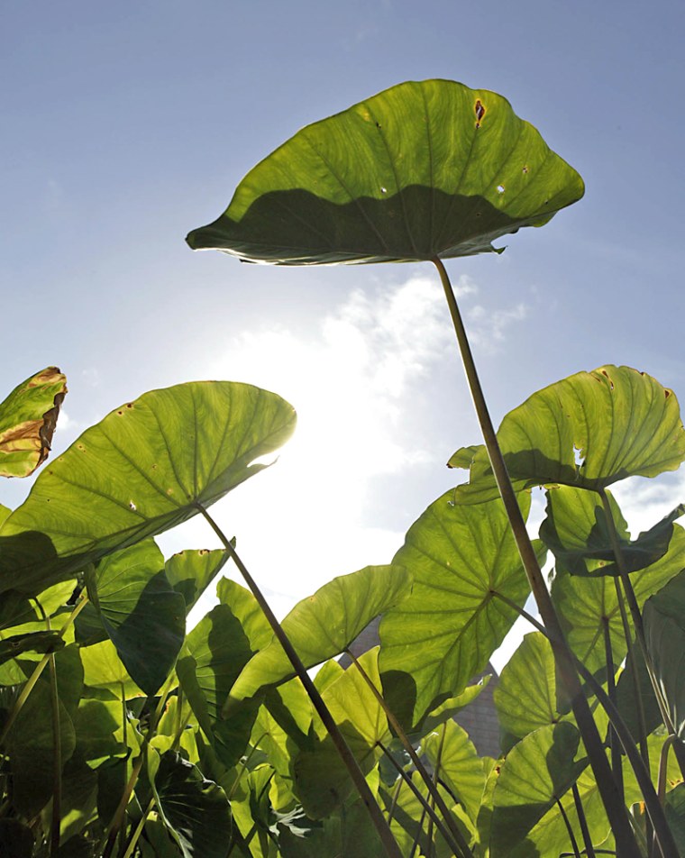 Leaves of taro plants stand against a sunny sky Friday, Jan. 20, 2005 in Honolulu, Hawaii. On an idyllic spit of lush landscape at the University of Hawaii sprout the massive heart-shaped leaves of hundreds of taro plants. (AP Photo/Marco Garcia)NAM