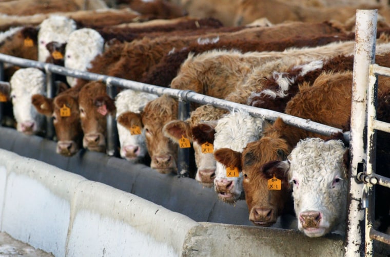 Canadian ranchers were hit hard after the U.S. banned cattle imports in May 2003 following the country’s first case of mad cow disease.