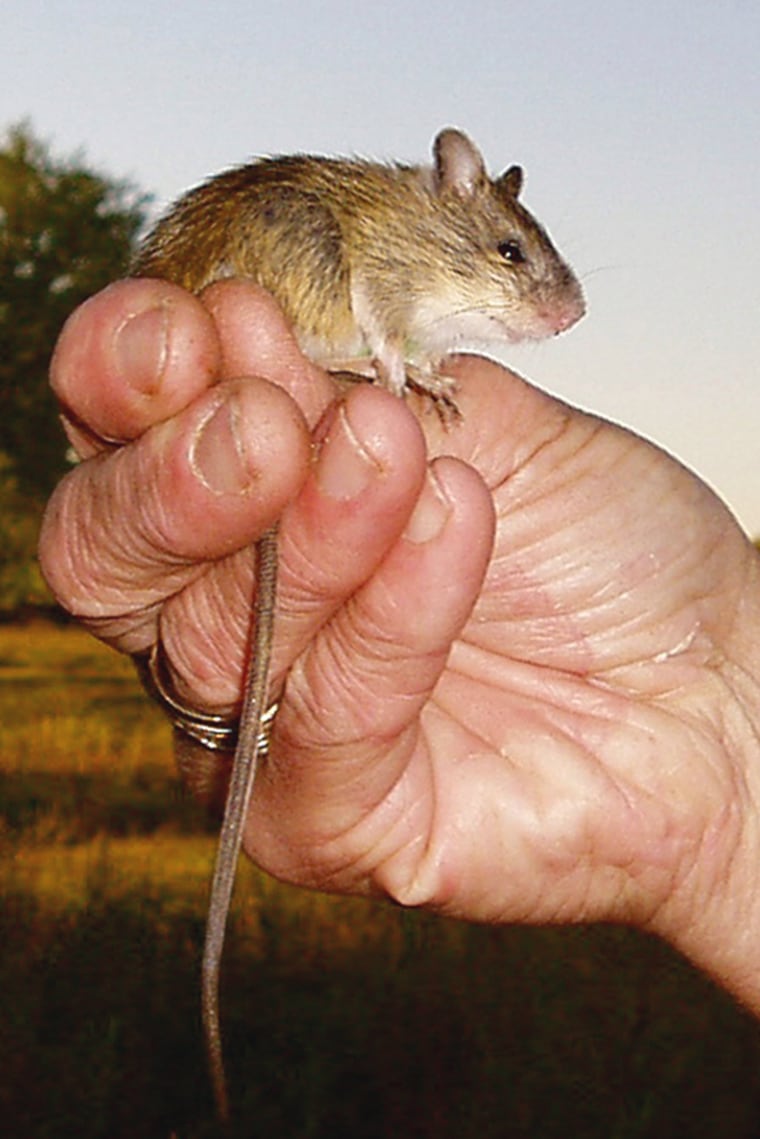 This undated photo provided by the Center for Native Ecosystems shows a rare jumping mouse that is at the center of a controversy about habitat and homes.