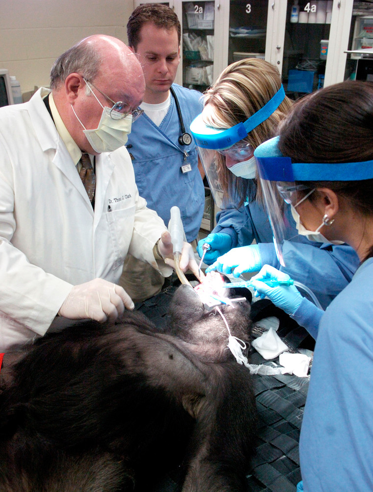 Dr. Thomas J. Clark, left, guides University of Louisville Dentistry School seniors Tori Sandoval, center right, and Nicole Gordon, right, through a dental exam on Cecil, a Western Lowland gorilla, as associate vet Zoli Gyimesi watches at the Louisville Zoo in Louisville, Ky., on Wednesday.