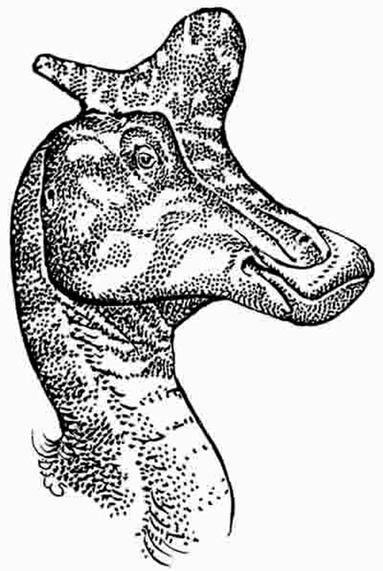 Scientists have speculated for years about the purpose of the lambeosaur's unusual crest, shown in this artist's conception.