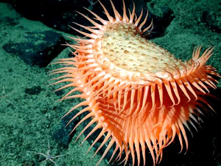 An unidentified cnidarian that resembles a Venus flytrap is found on the slopes of the Davidson Seamount at a depth of 6,150 feet (1,874 meters).