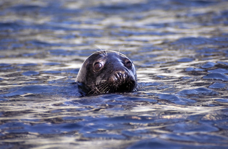 Gray seals love the water but females rely on ice floes to give birth. The lack of much ice this winter has forced thousands to turn several islands into birthing grounds.