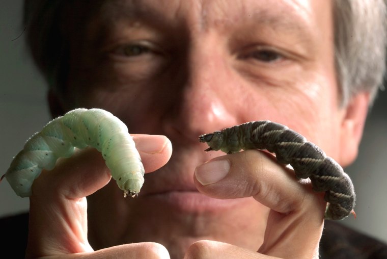 Duke University researcher Frederik Nijhout compares a green tobacco hornworm with a black one.