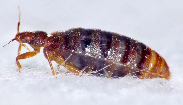 An adult bed-bug full of blood is seen in this undated handout photograph in Sydney