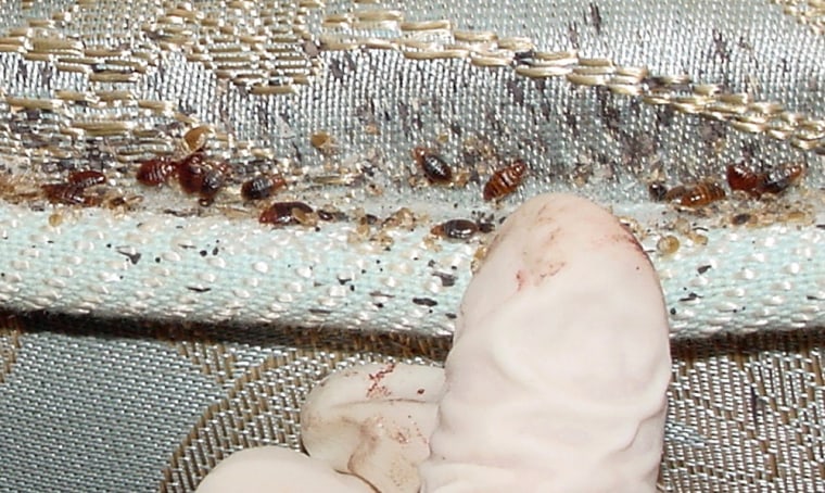 Bed-bugs are seen infesting a mattress in this undated handout photo