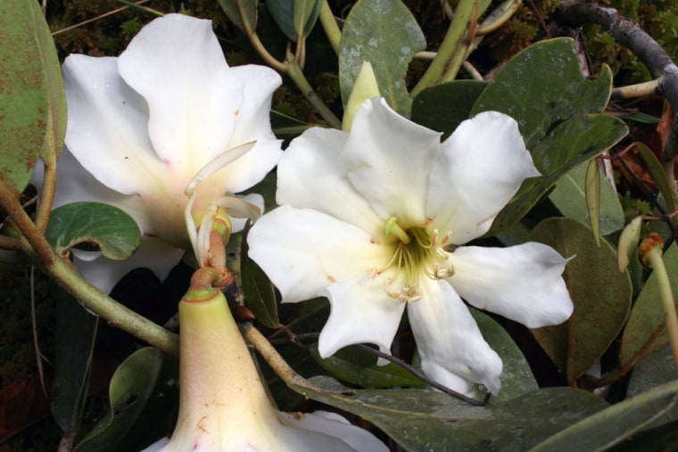 This new species of rhododendron was discovered on the island.    \"Giant White\" Rhododendron, a species yet to be described, possibly the largest of any rhododendron species in the world, seen on the Conservation International Rapid Assessment Program (RAP) expedition to the Foya Mountains in Papua, Indonesia, on the island of New Guinea.