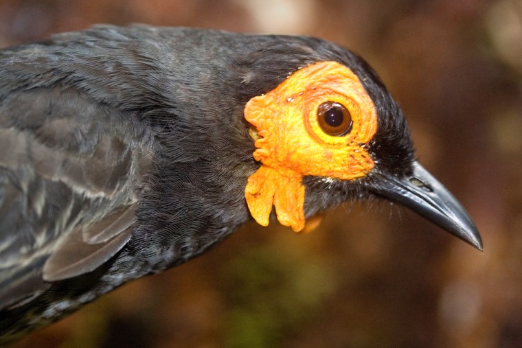 This new species of honeyeater bird, unique because of its orange patch, was discovered last December on New Guinea island.