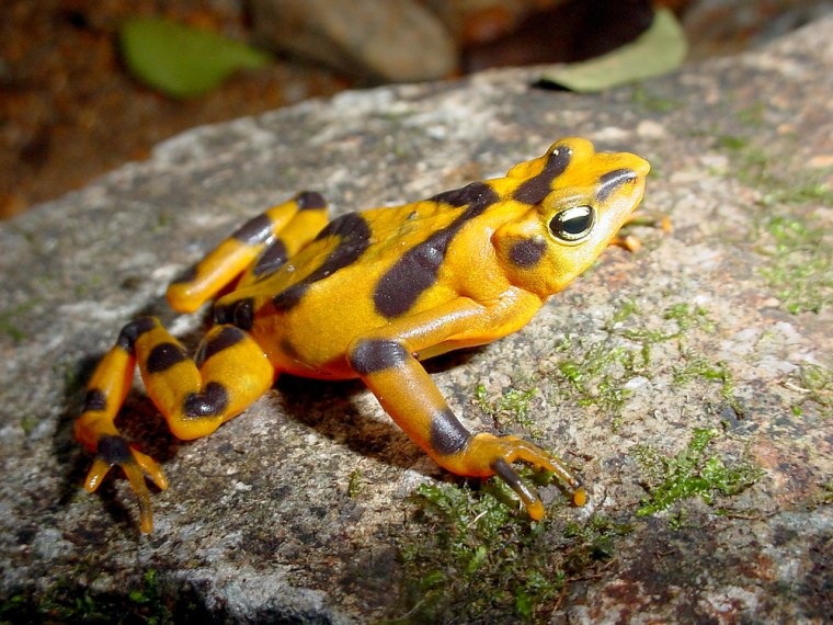 Handout photo from Southern Illinois University's study in El Cope shows a golden frog in Panama