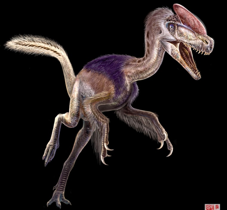 The tyrannosaur known as Guanlong wucaii, shown in this artwork, had a strange narrow crest on its head and long, three-fingered arms that were unlike T. rex's two-fingered stubby arms. It lived 160 million years ago and ranks as one of the earliest ancestors of T. rex ever found.